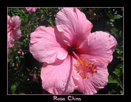 Rosa China