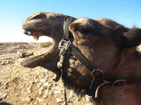 when in the negev...