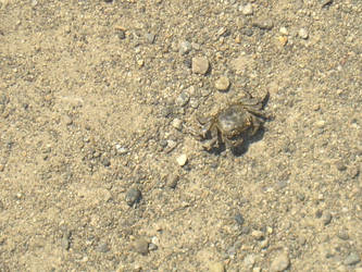 Baby crab!