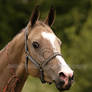 Akhal-Teke - young mare