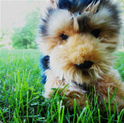 Webkinz Signature Short Haired Yorkie Icon By Webk1nzicons On