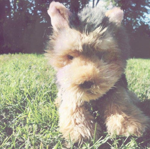 Webkinz Signature Short Haired Yorkie Icon By Webk1nzicons On