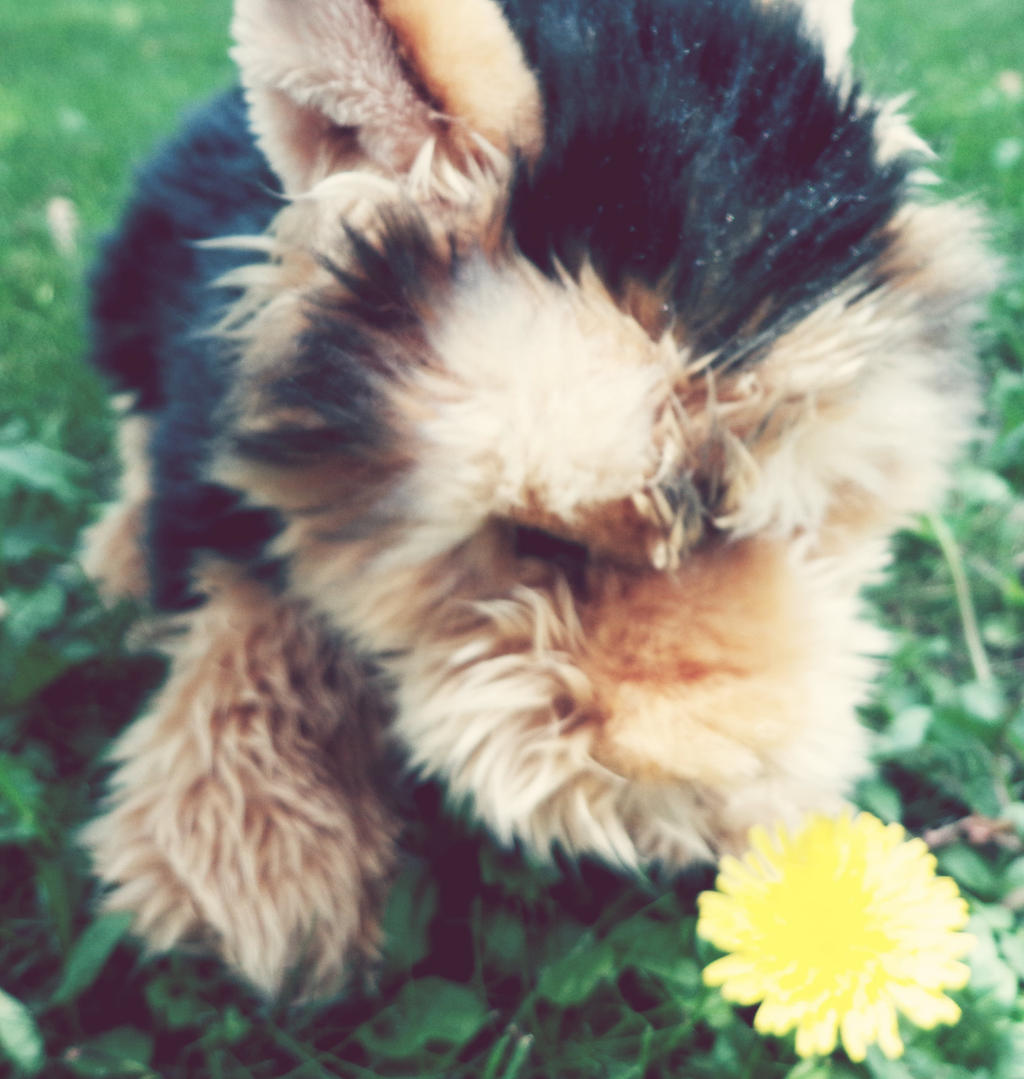 Webkinz Signature Short Haired Yorkie Icon By Webk1nzicons On