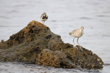 Shorebirds