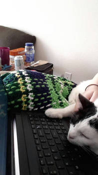 Cats and Keyboards 