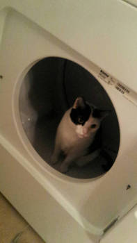 Cutie in the dryer!