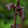 Satanic leaf tailed Gecko