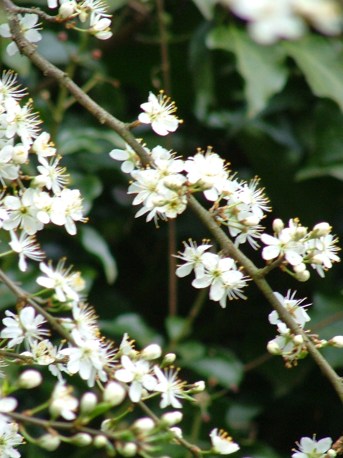 apple blossom