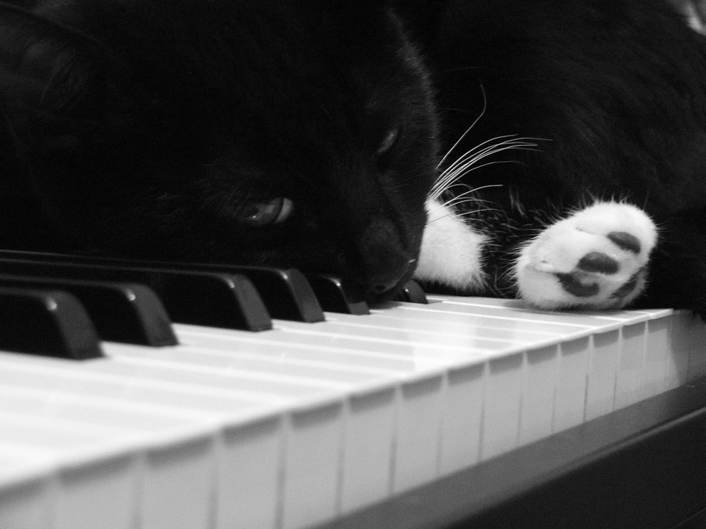 Piano Cat I