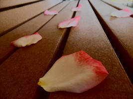 rose petals