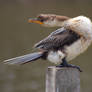 Little Pied Cormorant