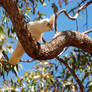 MUIR'S CORELLA 2