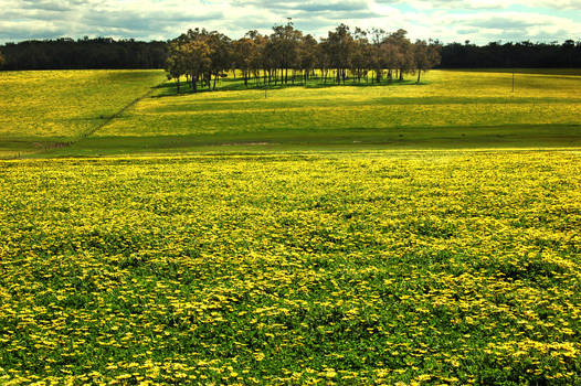 A Field Full Of Sunshine