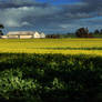 Cranbrook Canola