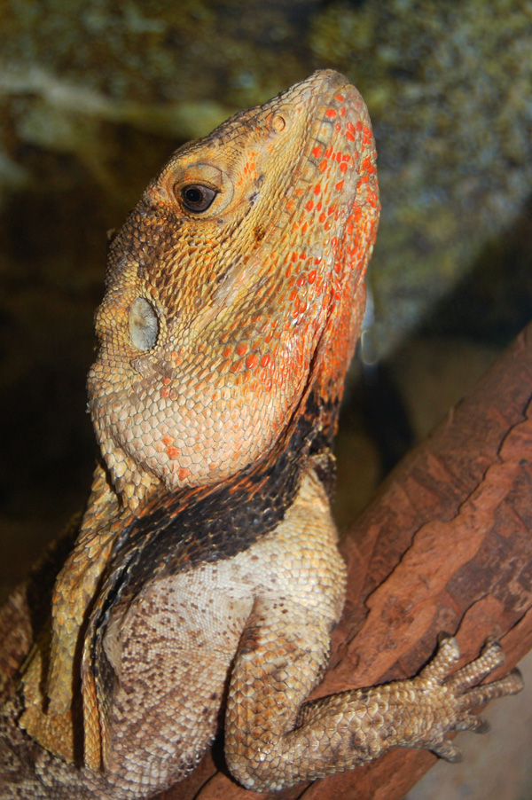 Lucy Lizard 2