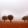 Xanthorrhoea in the fog.