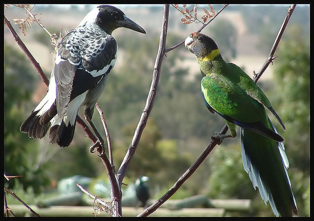 Hey, Get Off My Branch