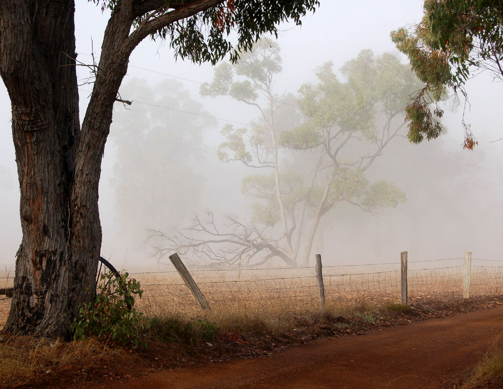 Foggy Paddock 2