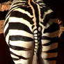 Zebra 2