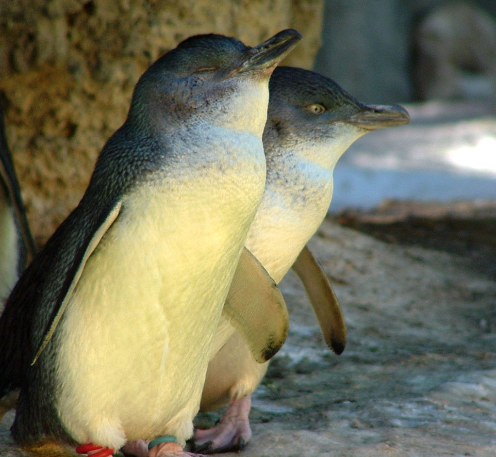 LITTLE PENGUINS