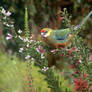 Western Rosella