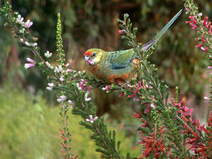 Western Rosella