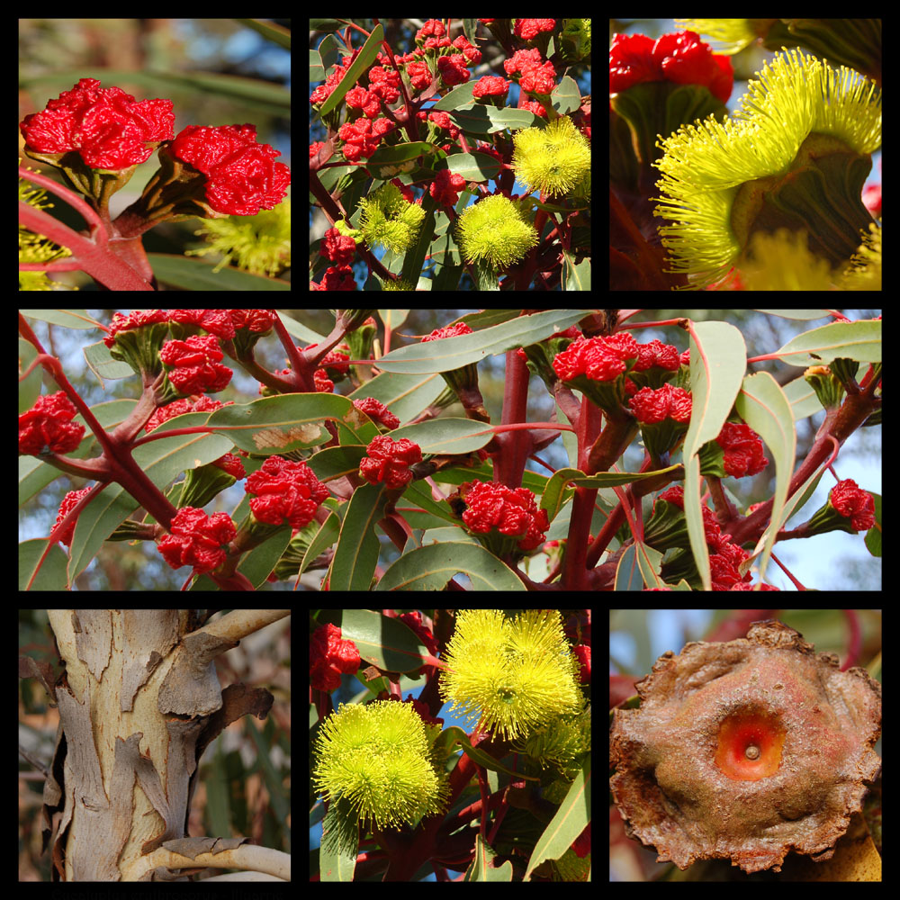 Eucalyptus erythrocorys