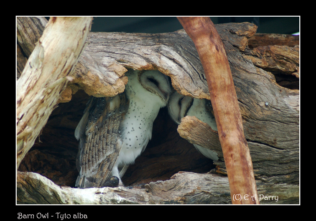 Barn Owls