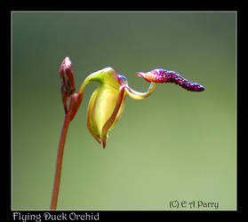 Flying Duck Orchid