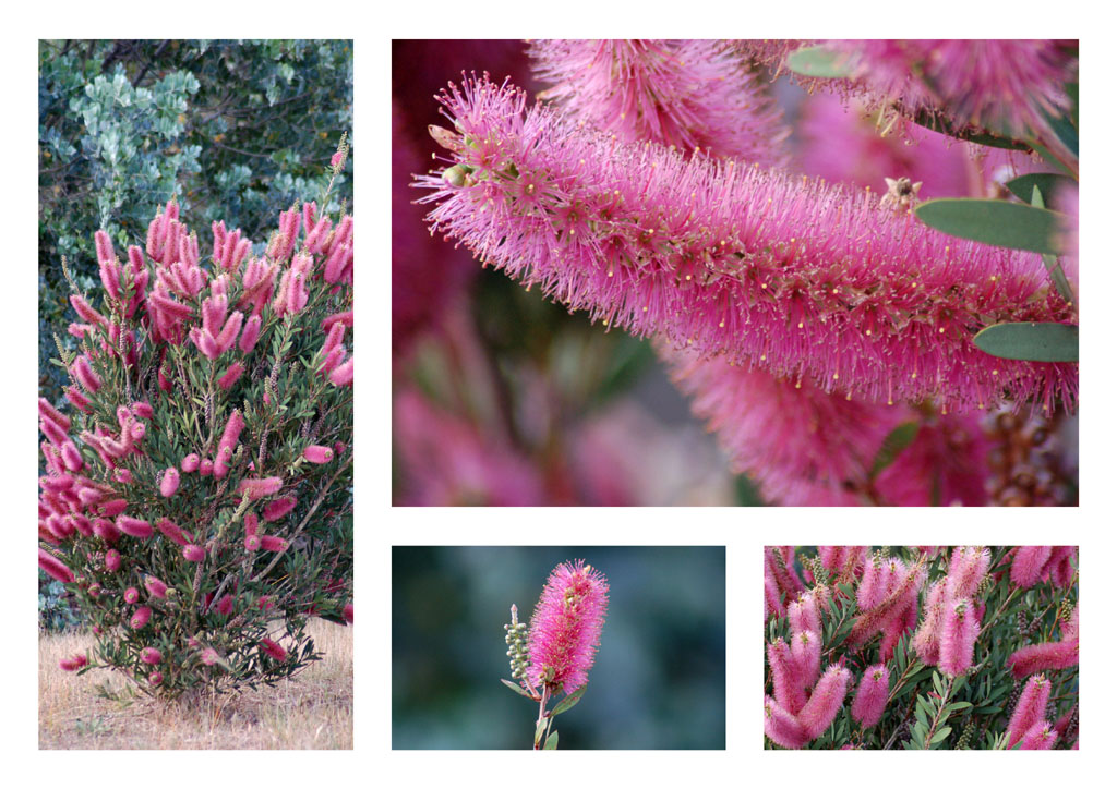 Pink Bottlebrush