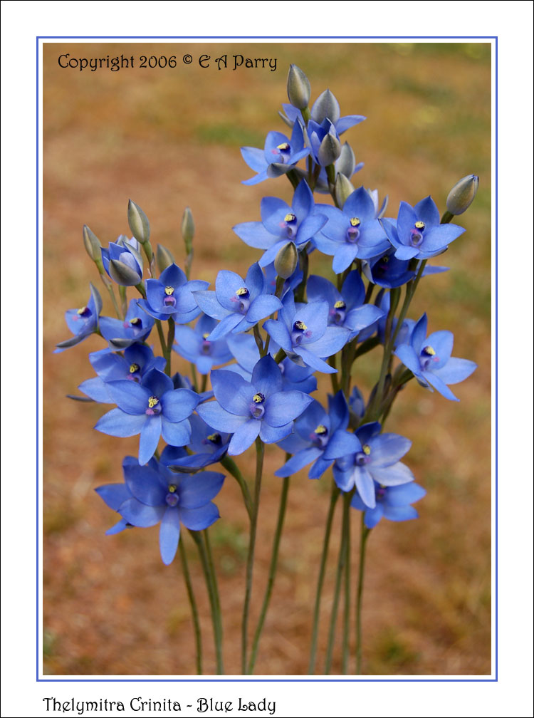 Blue Lady Sun Orchid 2