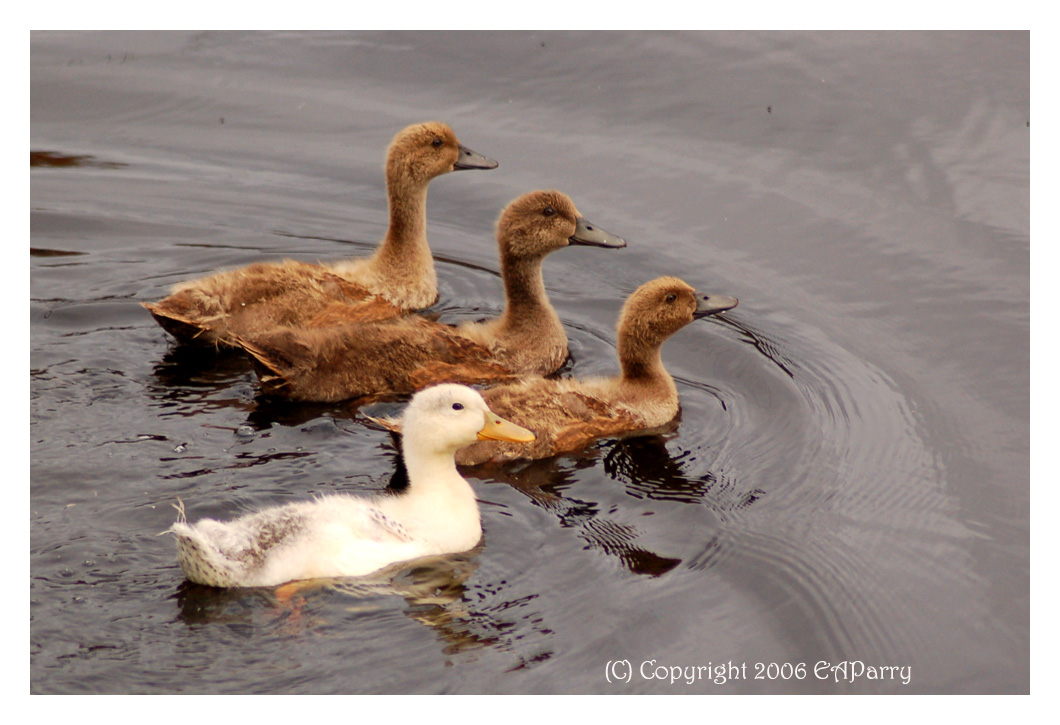 Life On An Albany Pond 7