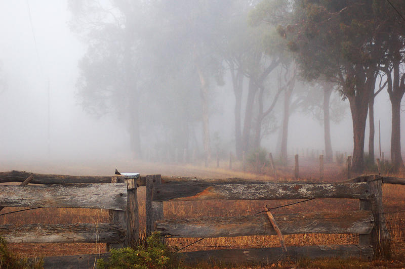 Another Foggy Morning 2