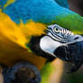 Macaw