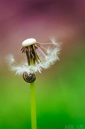 Dandelion and snail by Arkus83