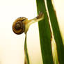 Snail equilibrium