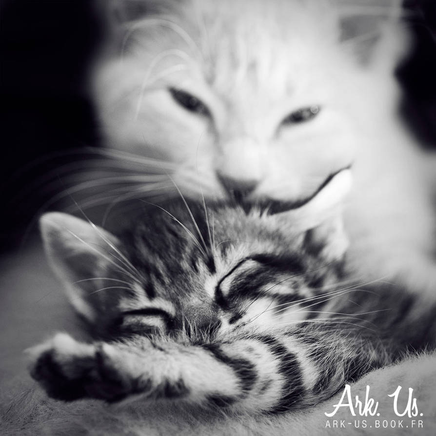 Cats love by Arkus83 Cats love by Arkus83