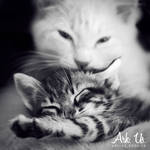 Cats love by Arkus83