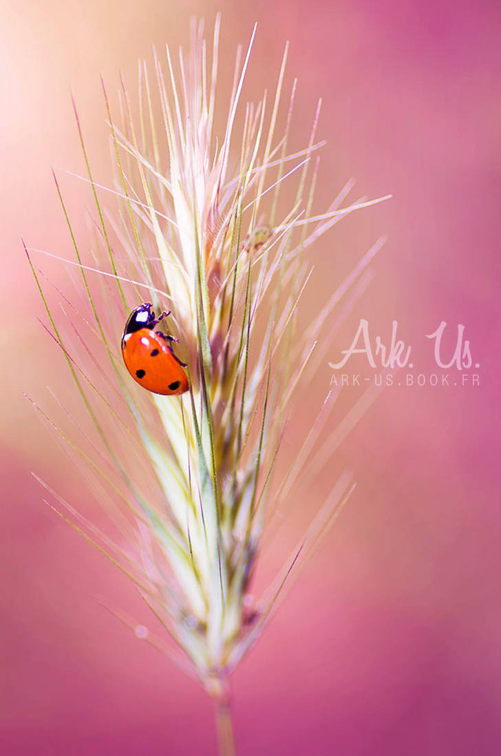 Cocci by Arkus83