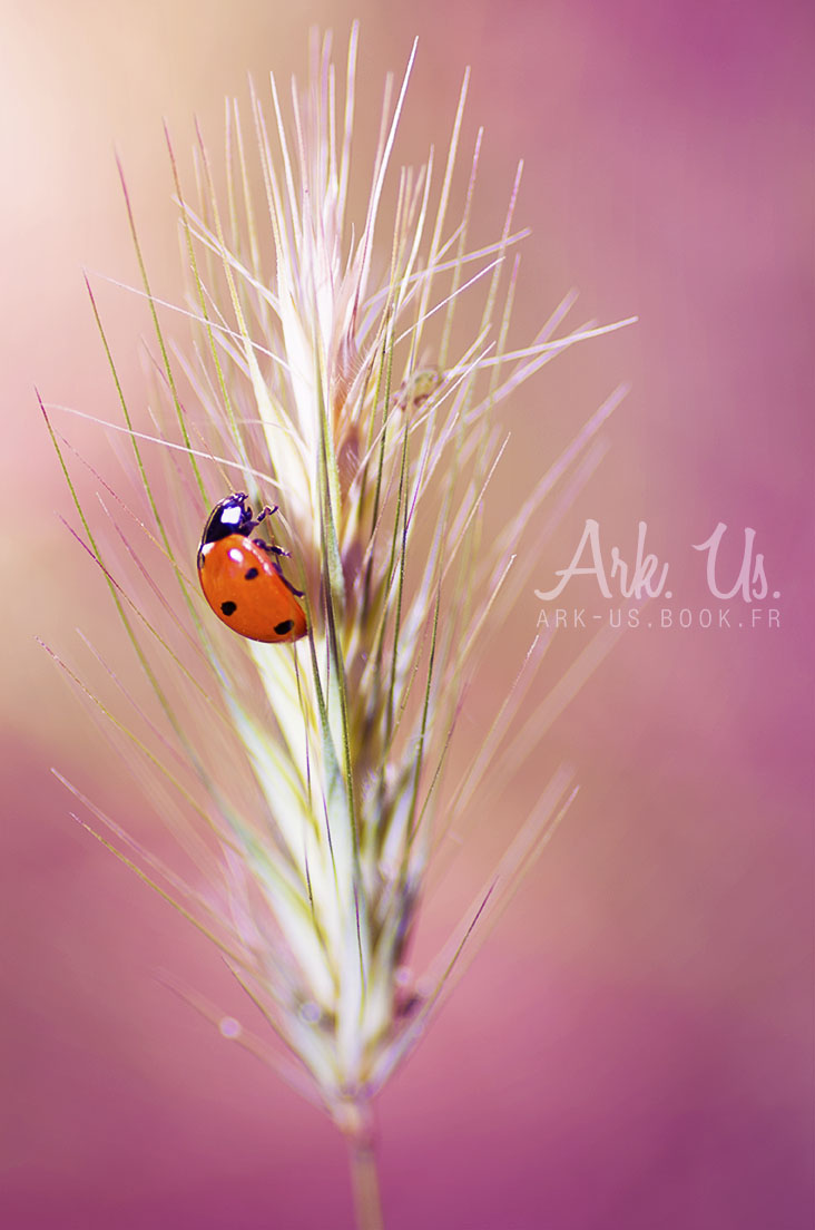 Cocci by Arkus83