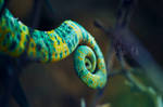 Chameleon tail by Arkus83