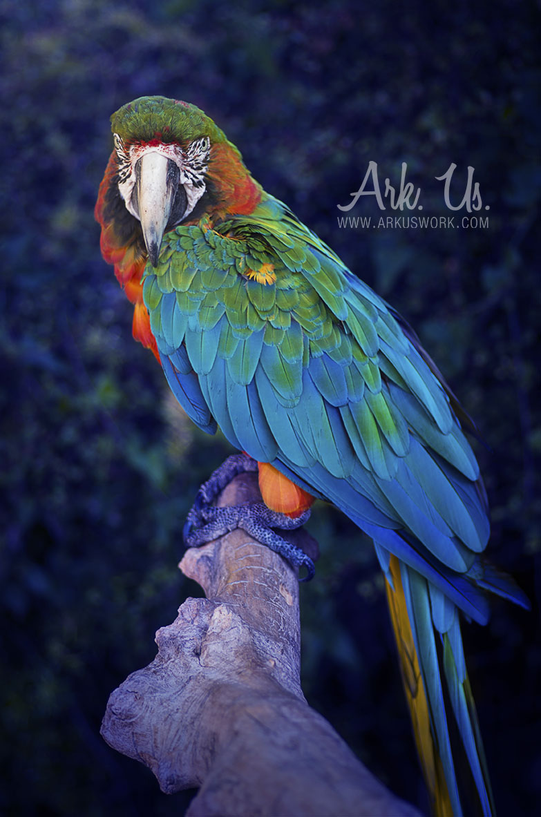 Macaw Portrait