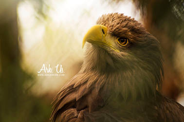 Eagle by Arkus83