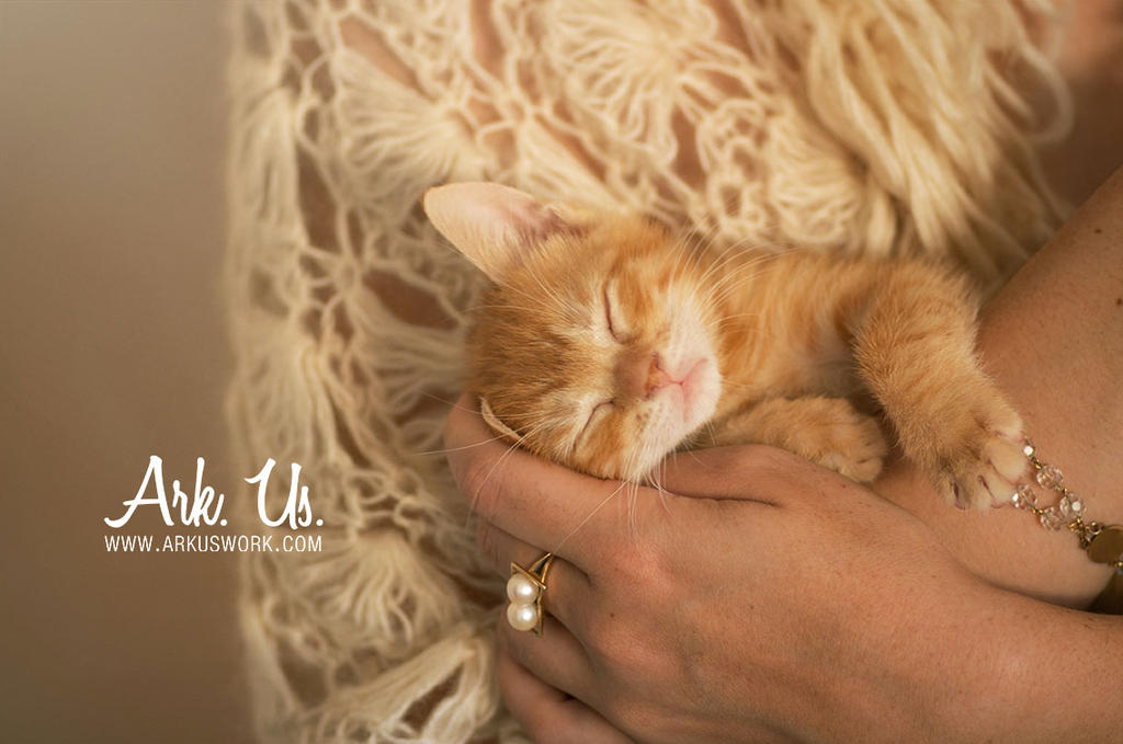 Sweet Kitty by Arkus83 Sweet Kitty by Arkus83