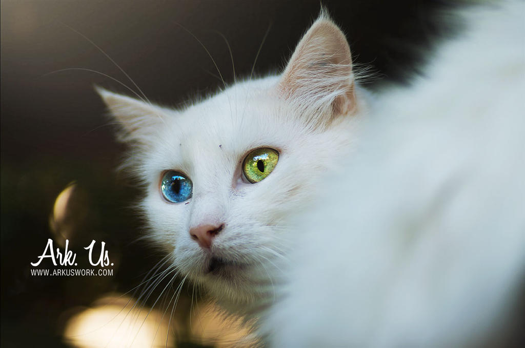 Blanche by Arkus83 Blanche by Arkus83