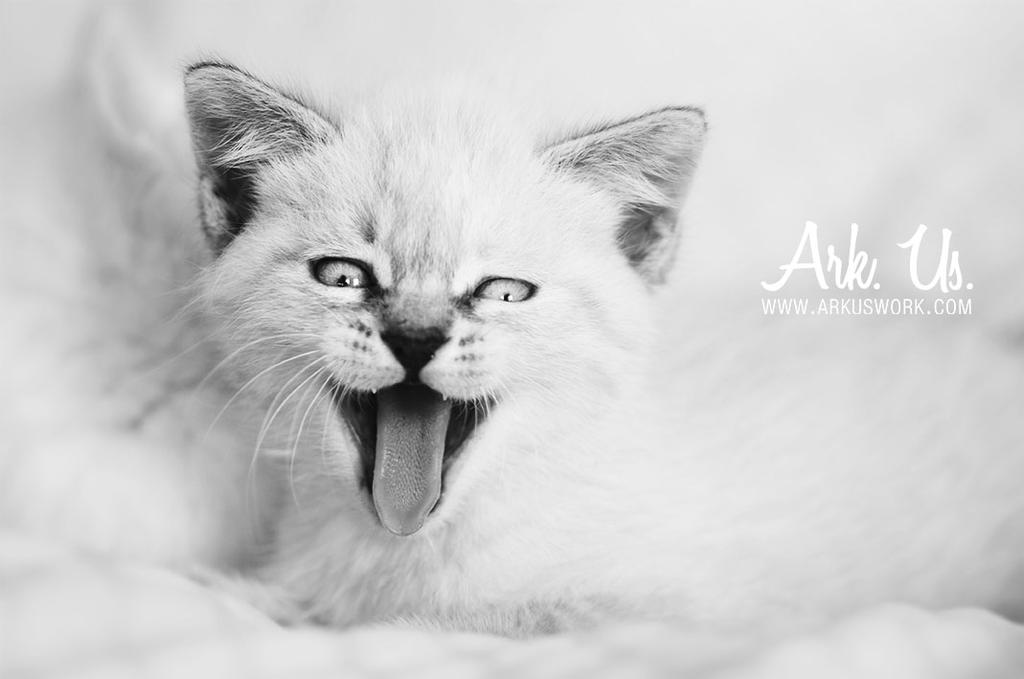 Cunegonde by Arkus83 Cunegonde by Arkus83