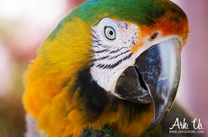 Pink Parrot by Arkus83 Pink Parrot by Arkus83