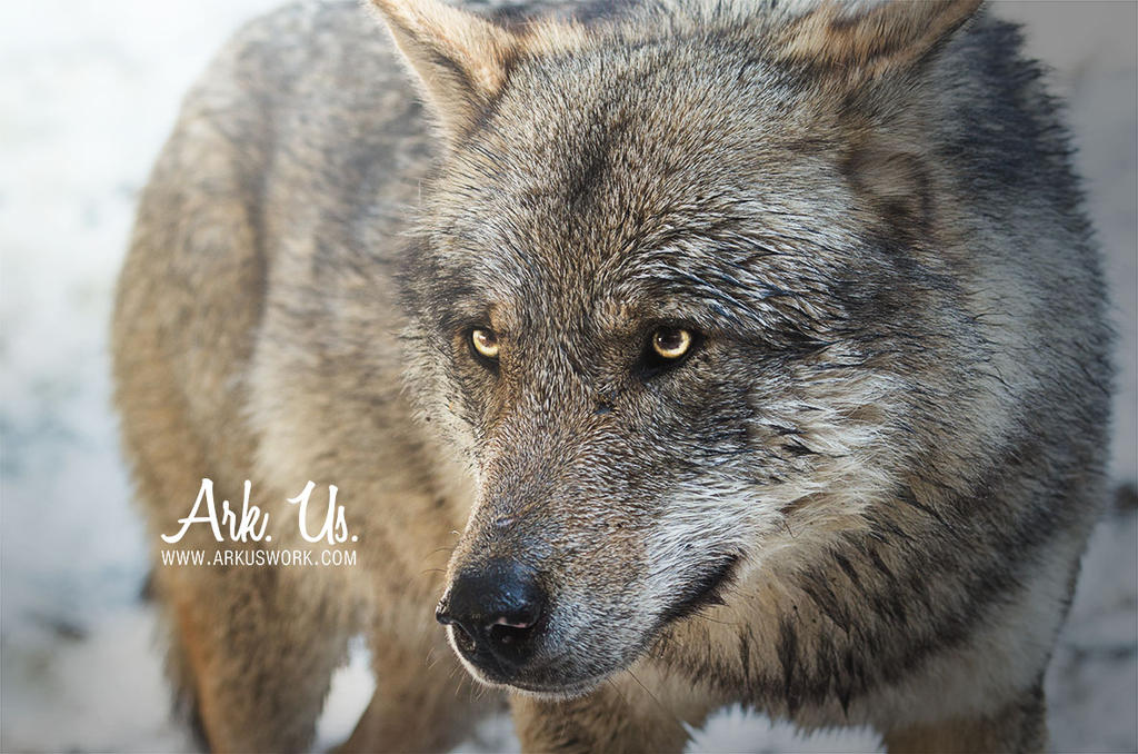 Wolf by Arkus83