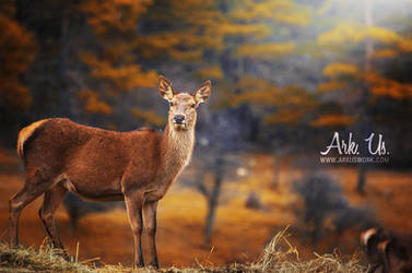 Deer by Arkus83