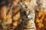 Serval by Arkus83